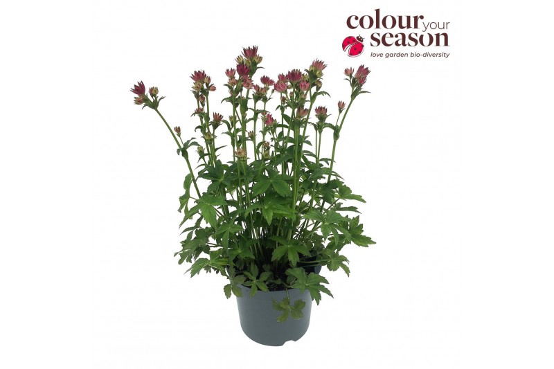 Astrantia major roma 