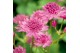 Astrantia major roma 