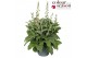 Digitalis purpurea lucas silver leaves 