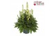 Digitalis purpurea lucas white 
