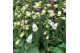 Digitalis purpurea lucas white 
