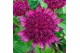Astrantia major Astrantia Burgundy Manor P19 10 bl. 