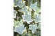 Hedera helix mix geel bont 9pp - 20-25cm Rank - Moederplant 