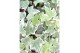 Hedera helix bont 9pp - 20-25cm Rank - Witbont moederplant 
