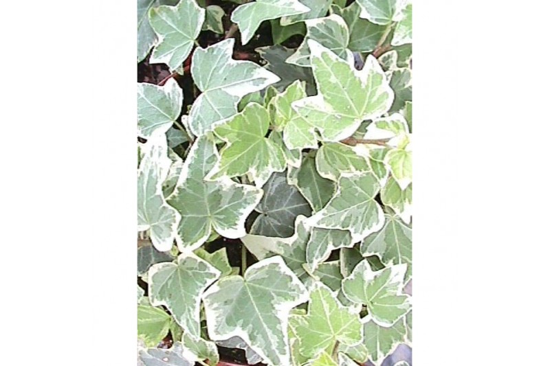 Hedera helix bont 9pp - 20-25cm Rank - Witbont moederplant 