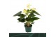 Anthurium andr. vanilla 3 bl 