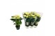 Anthurium andr. vanilla 3 bl 