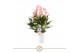Anthurium lilli Lilli 14cm 10 bl. 