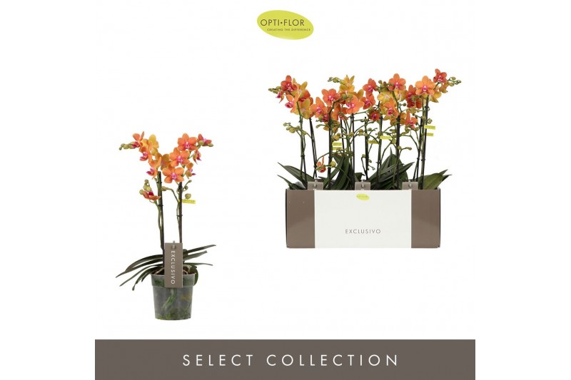 Phalaenopsis multiflora paprika Exclusivo Paprika 2 spike 