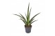 Sansevieria trifasciata megan 
