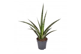 Sansevieria trifasciata megan