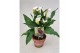 Zantedeschia captain fresco Garden Dream - Rustieke pot 