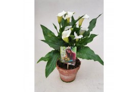 Zantedeschia captain fresco Garden Dream - Rustieke pot