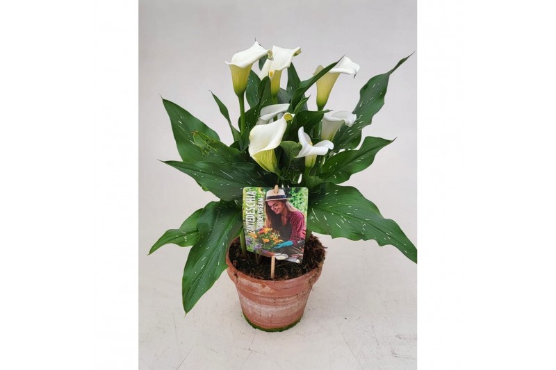 Zantedeschia captain fresco Garden Dream - Rustieke pot Zantedeschia captain fresco Garden Dream - Rustieke pot