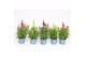 Antirhinum majus mix 