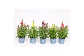 Antirhinum majus mix