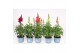 Antirhinum majus mix 