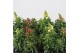 Antirhinum majus mix 