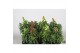 Antirhinum majus mix 