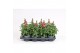 Antirrhinum majus oranje 