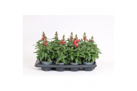 Antirrhinum majus oranje