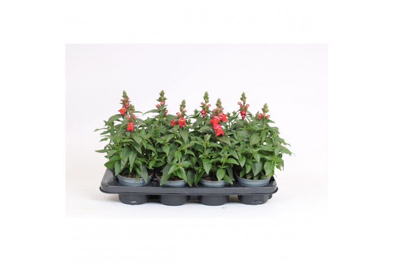 Antirrhinum majus oranje 