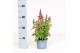 Antirrhinum majus oranje 