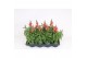 Antirrhinum majus oranje 