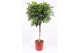 Schefflera arboricola gold capella rechte stam,1 pp 