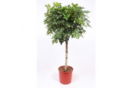 Schefflera arboricola gold capella rechte stam,1 pp