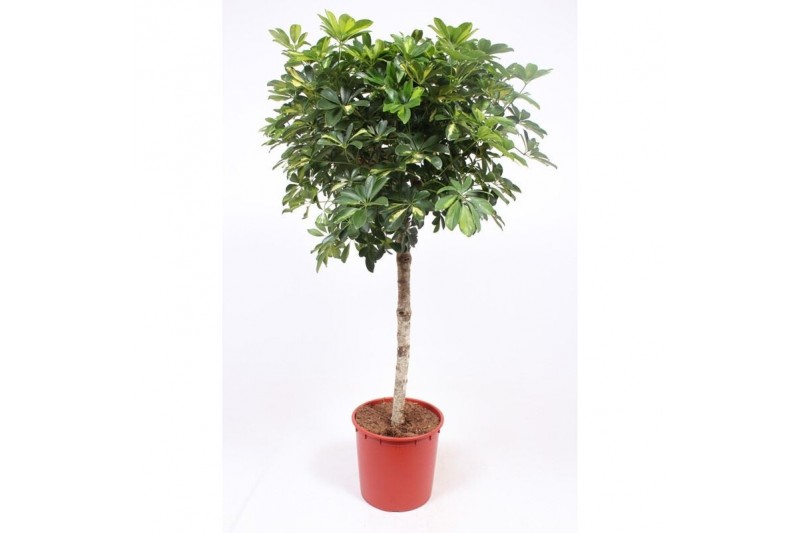 Schefflera arboricola gold capella rechte stam,1 pp Schefflera arboricola gold capella rechte stam,1 pp
