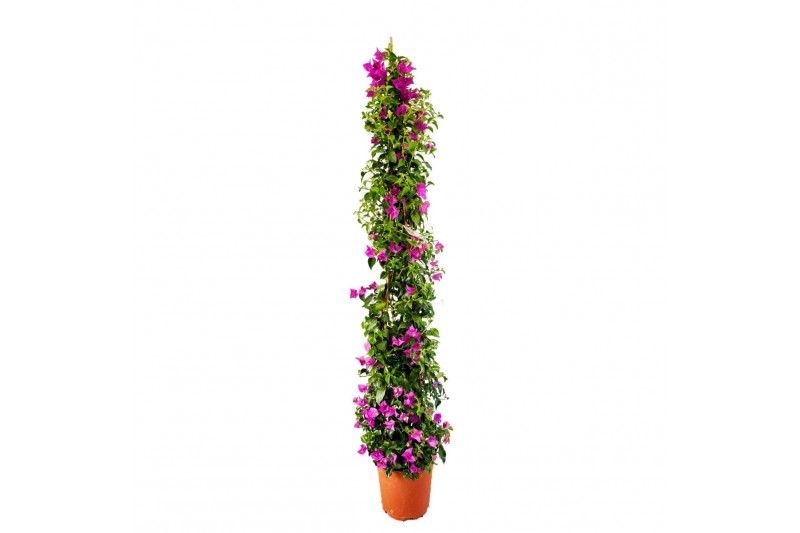 Bougainvillea sanderiana Glabra 