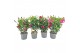Mandevilla rio mix dipladenia op rek 