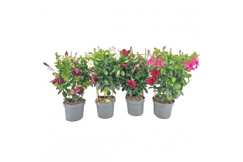 Mandevilla rio mix dipladenia op rek 