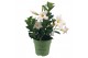 Mandevilla sundaville white White Bush 