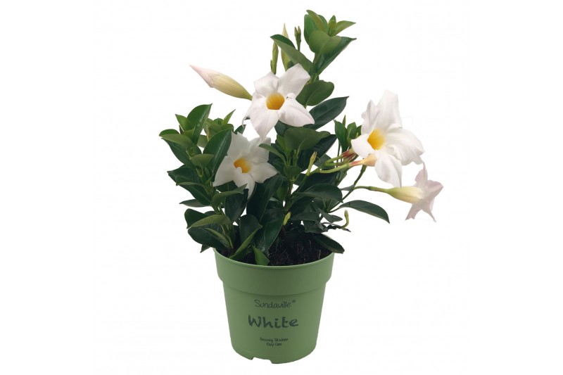 Mandevilla sundaville white White Bush Mandevilla sundaville white White Bush