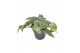Epipremnum pinnatum cebu blue 