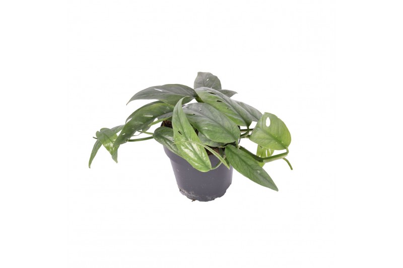 Epipremnum pinnatum cebu blue 