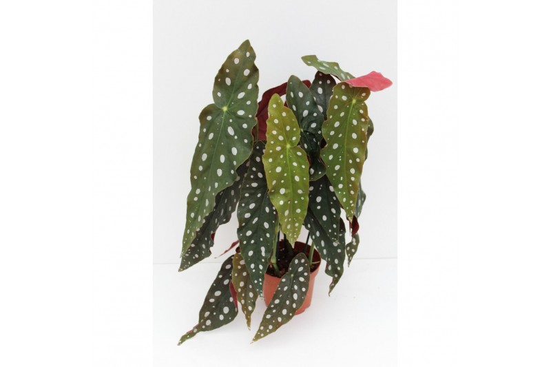 Begonia maculata wightii 