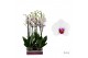 Phalaenopsis wit red lips Phalaenopsis Scarlion - 2 tak 60cm 14 bl. 2  