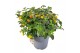 Lantana camara 