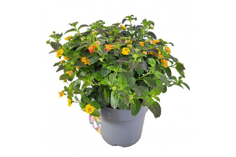 Lantana camara 