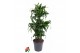 Dracaena dorado compacta 60-carrousel 