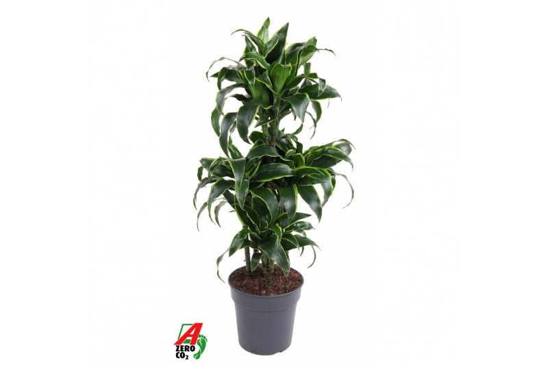 Dracaena dorado compacta 60-carrousel 