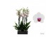 Phalaenopsis wit red lips Scarlion - 2 tak - 65/70cm 