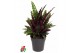 Calathea lancifolia 