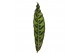 Calathea lancifolia 