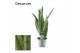 Sansevieria trifasciata Sansevieria Spearmint (8+ blad) (Decorum) 3 pp 