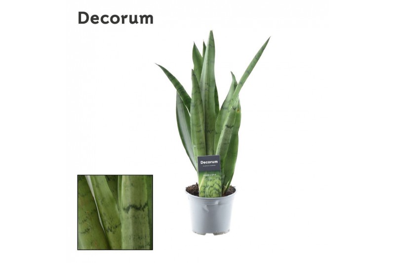 Sansevieria trifasciata Sansevieria Spearmint (8+ blad) (Decorum) 3 pp 
