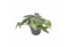 Epipremnum pinnatum cebu blue Epipremnum Cebu Blue 2 pp 